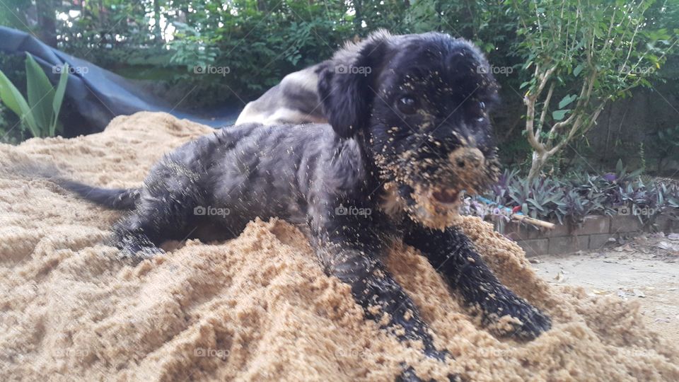 Shih Tzu puppy is happy to play on the sand pile.
