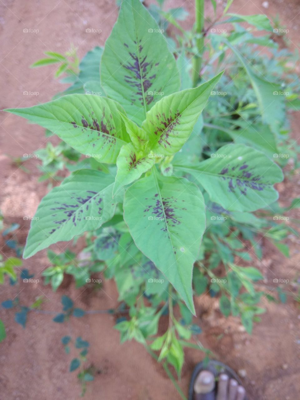 lapel leaf with dots on it specify the natural intrusion of molecular inversion