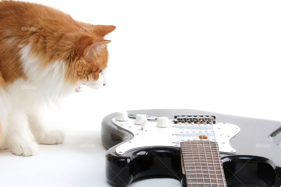 Cat plays guitar 