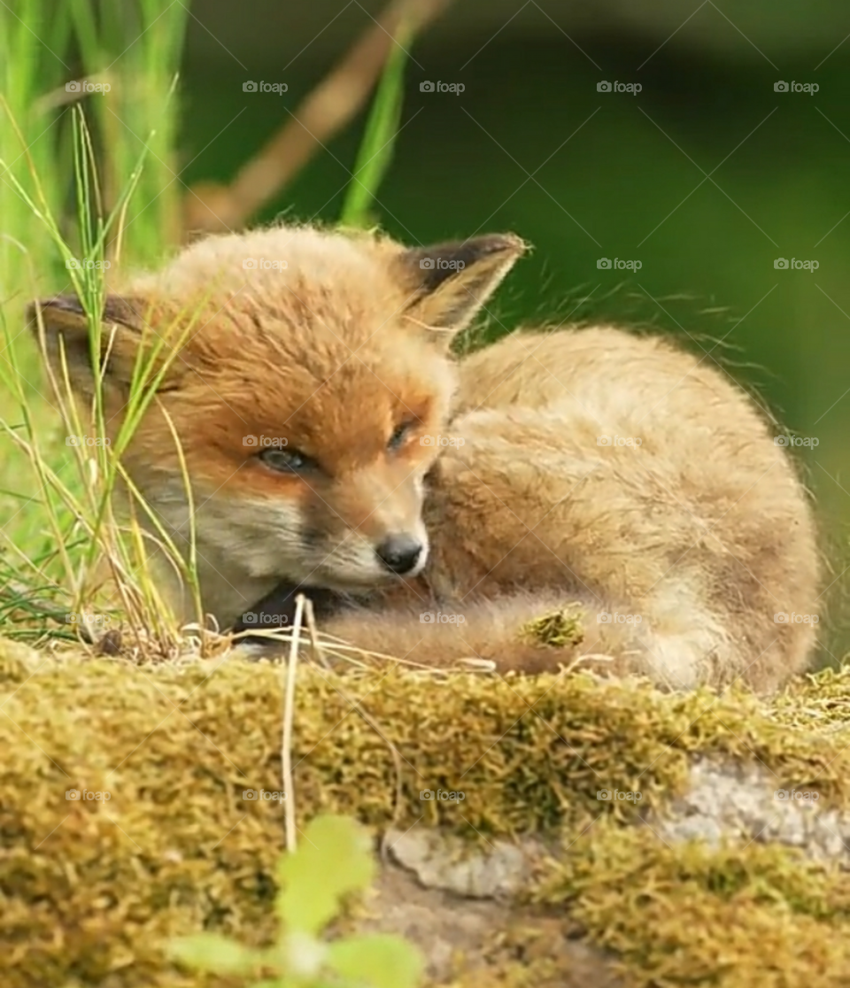 Der Ezo-Rotfuchs ist eine Rotfuchs-Unterart, die in Hokkaido, Sachalin, auf den Kurilen und auf den Nachbarinseln Japans weit verbreitet ist.
