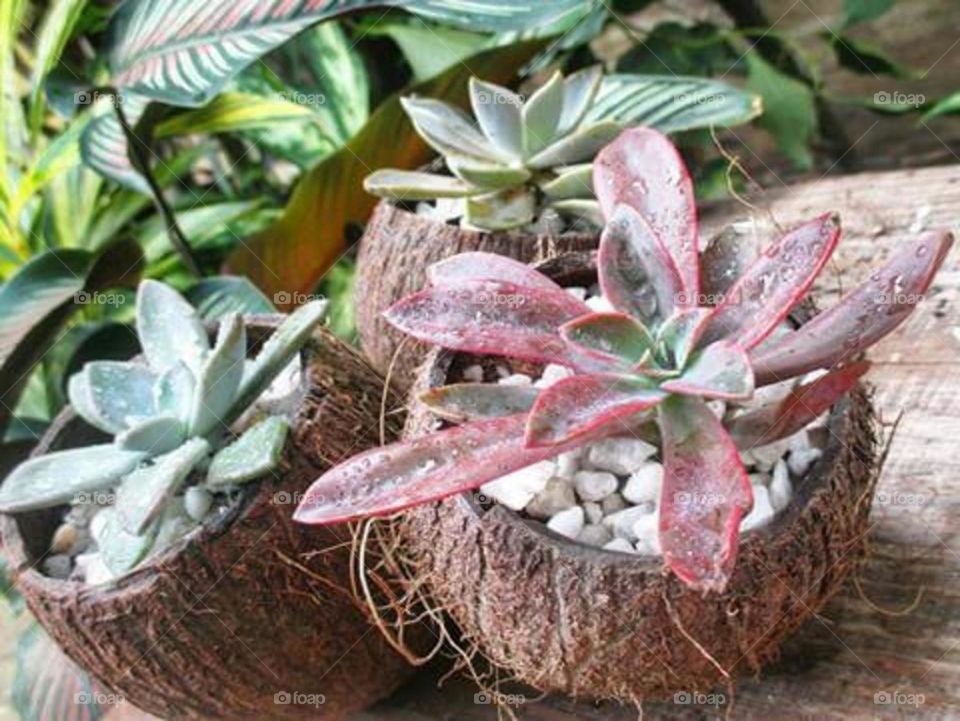 coconut shell arrangements