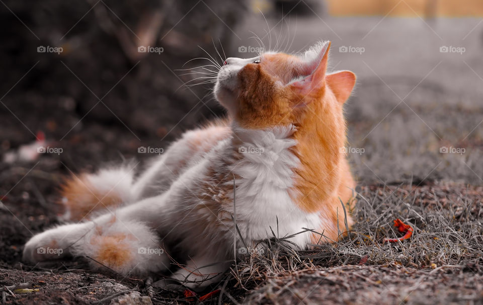 Kitten resting in the backyard