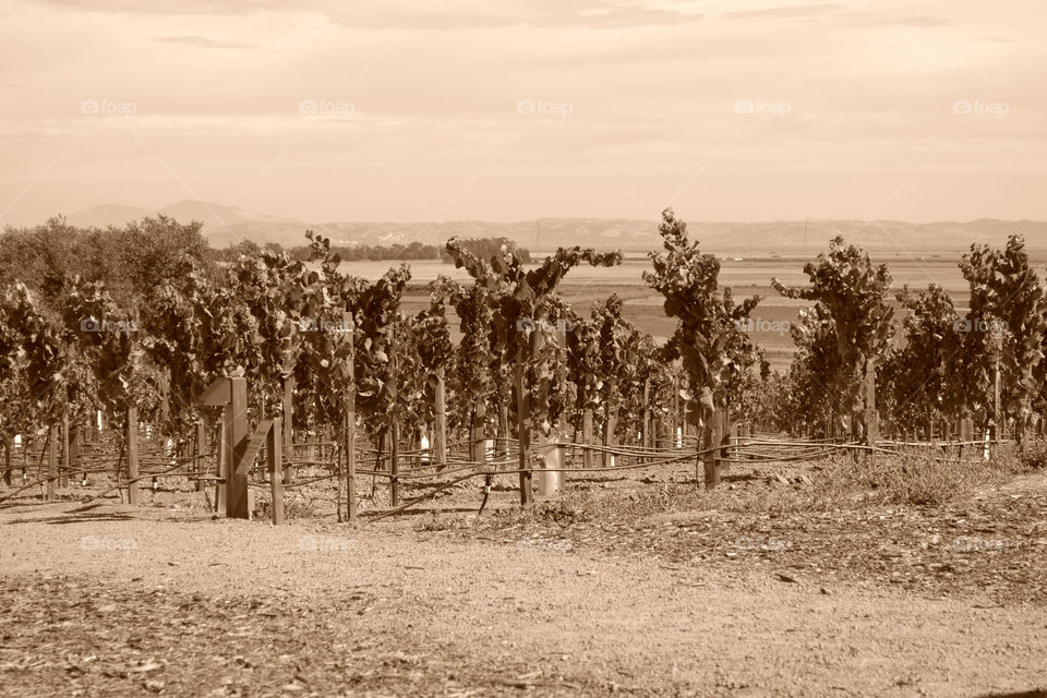 vineyard wine harvest sonoma by logailschmitt