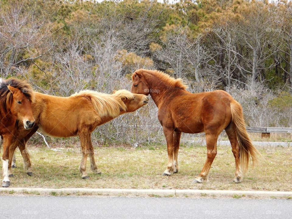Two Stallions Summing Each Other Up in Assategue National Park