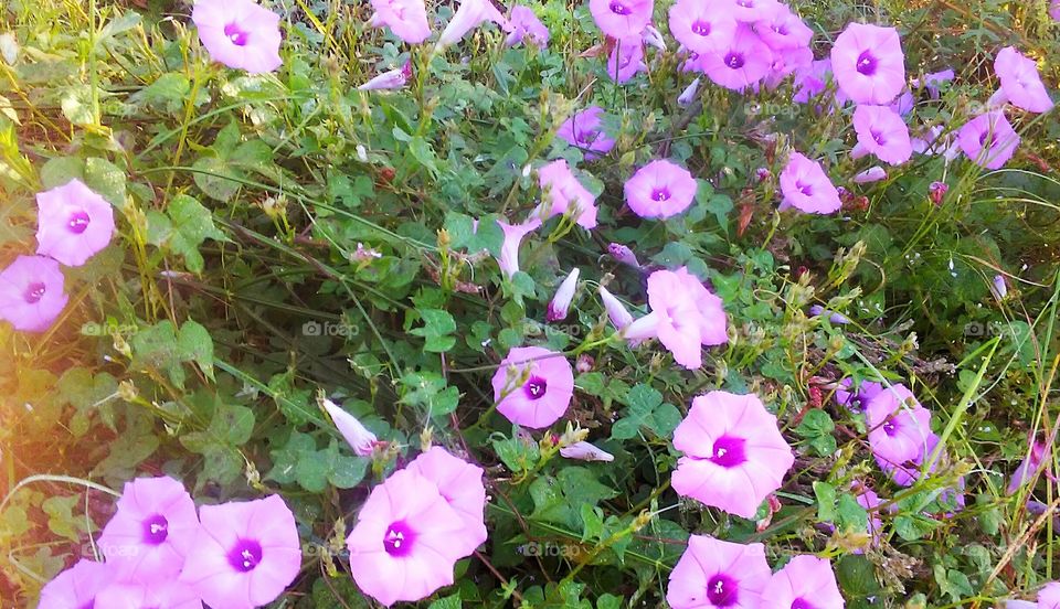 a patch of petunias