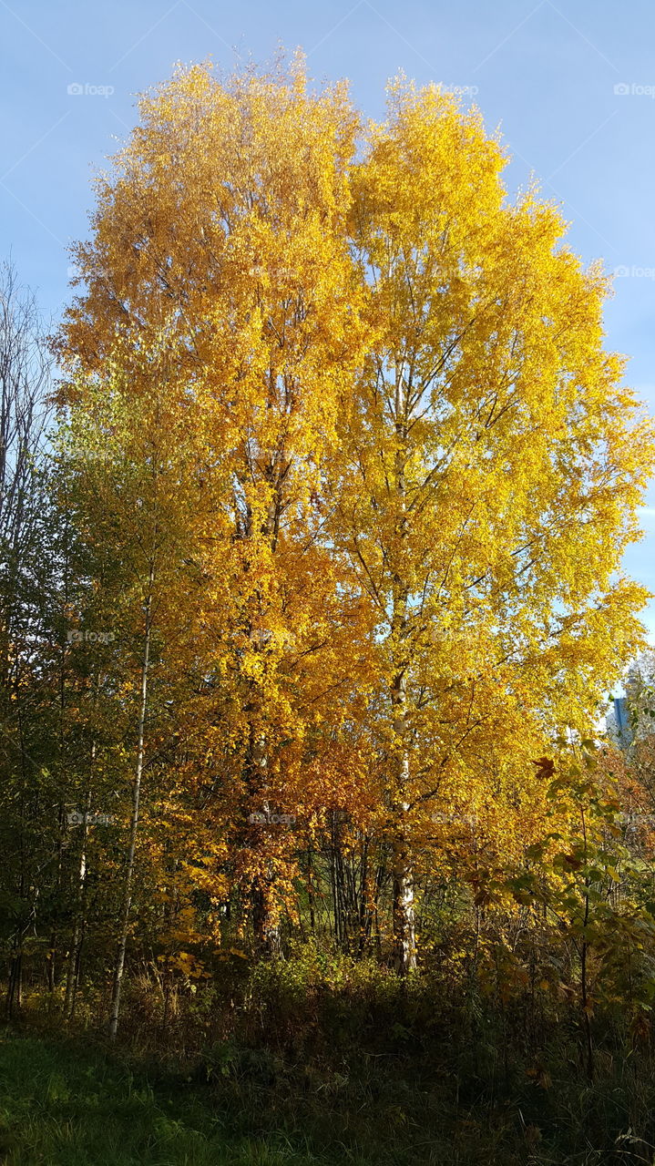 Tree in autum