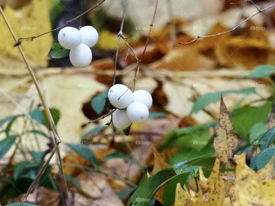 Autumn colors