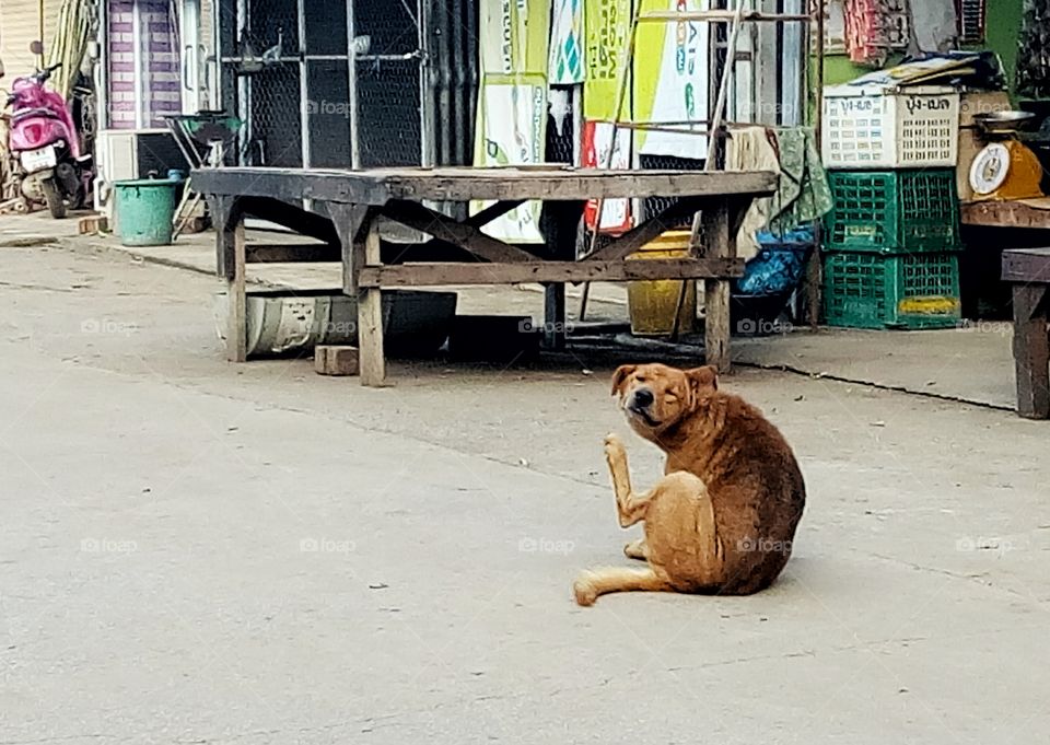dog,animal,street