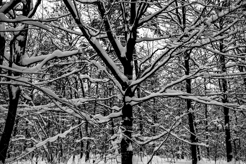 Bare tree frosted on snow
