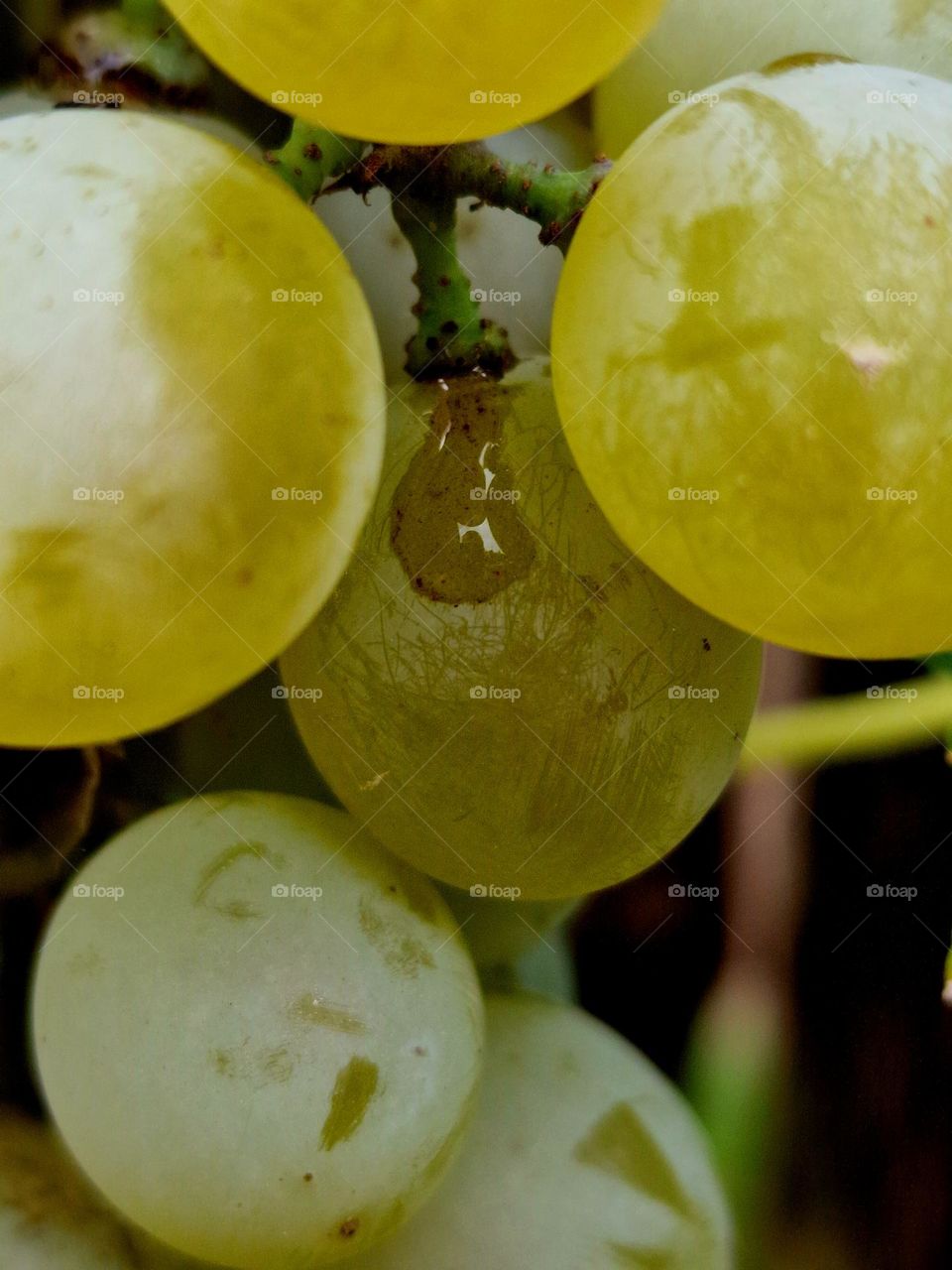 white grapes