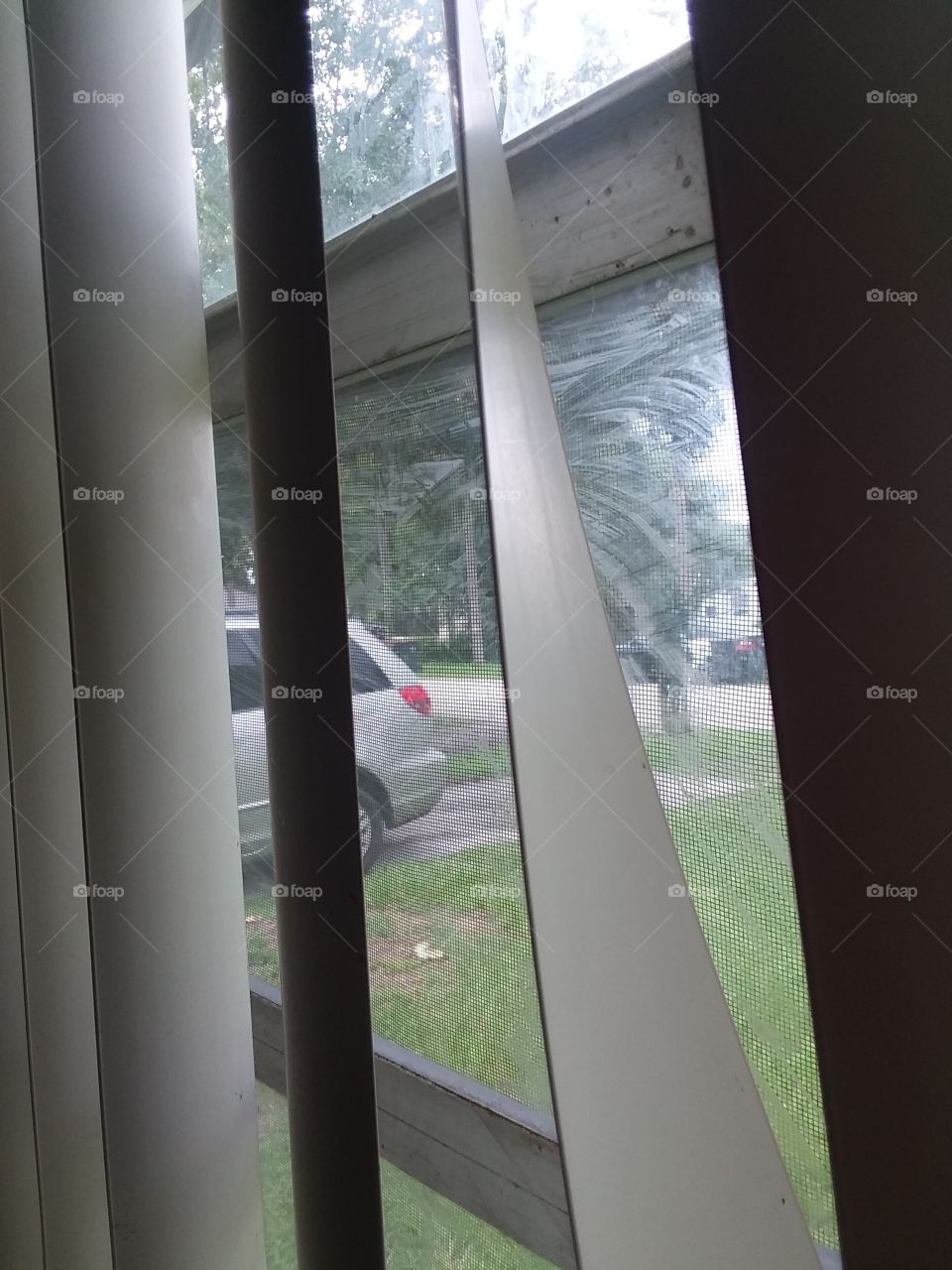 Peeking Out From Window