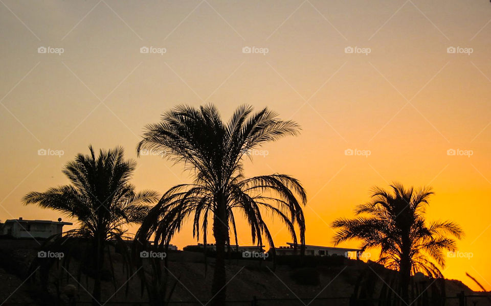Palms in sunset. 