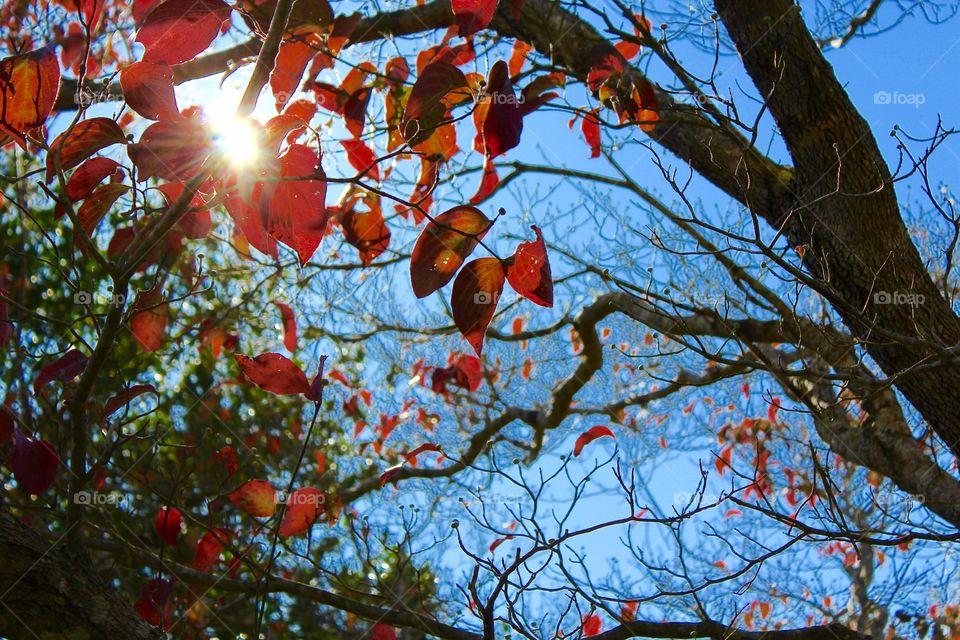 Dogwood in the autumn 