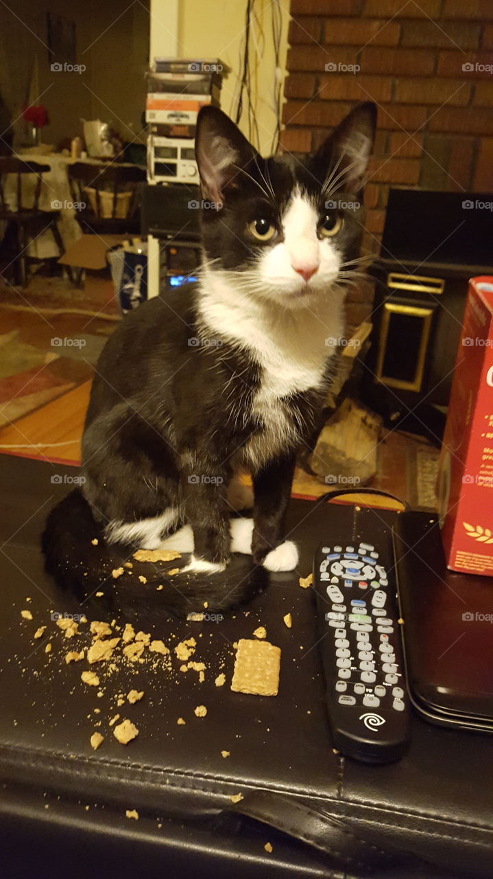 Black and white cat made a mess