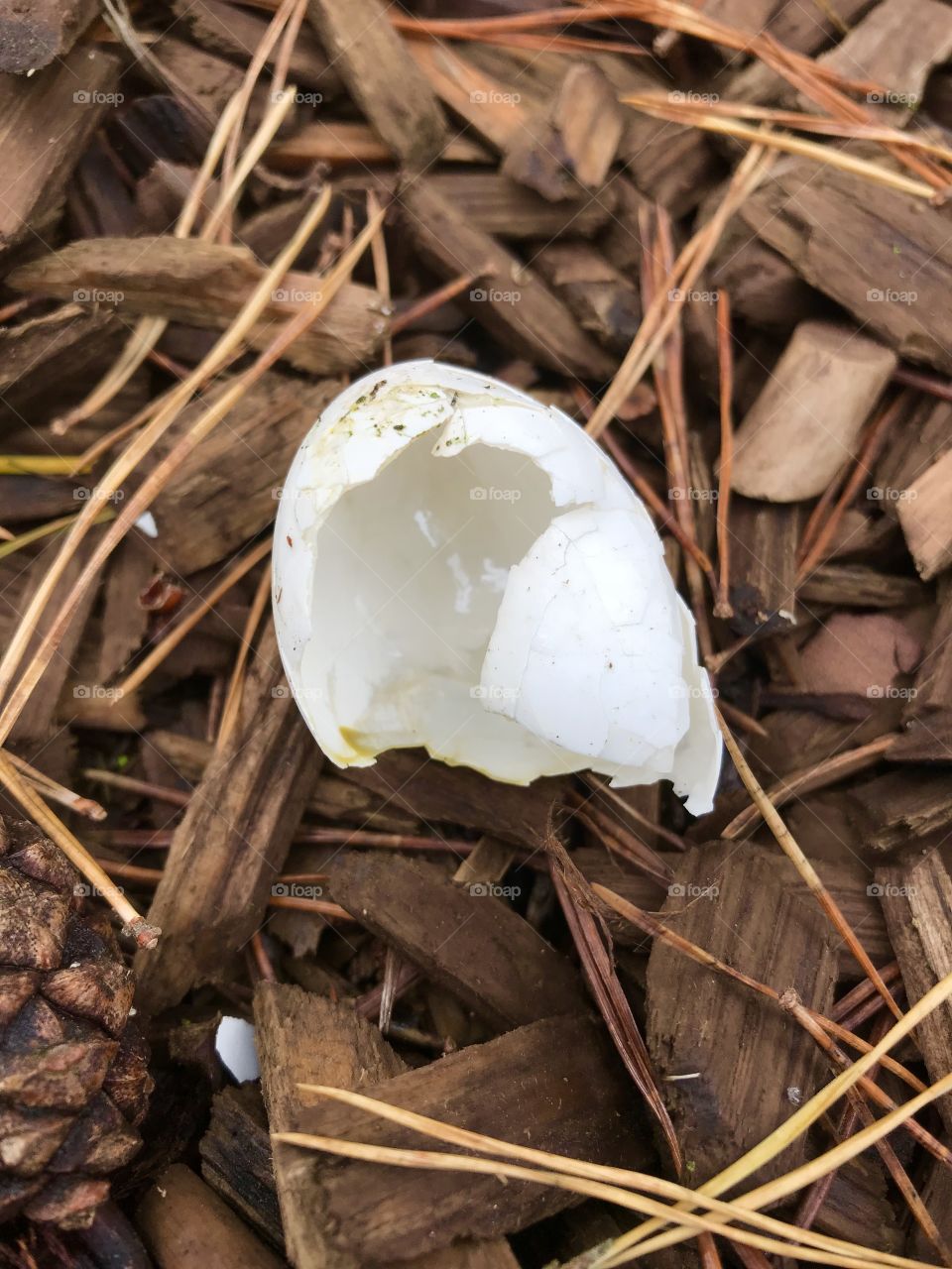 Broken bird egg