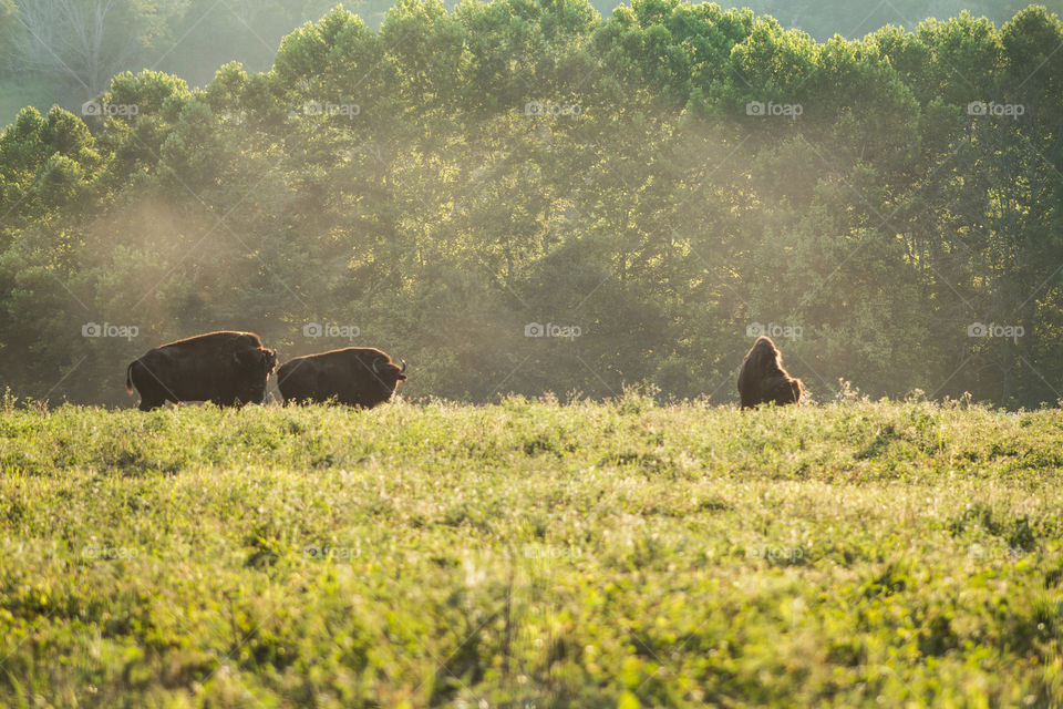Amazing Bisons under a gorgeous sunset in Bone Lick Kentucky state park!