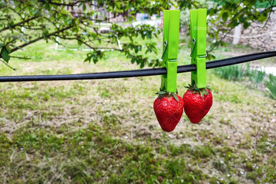 Complementary Colors, Red and Green