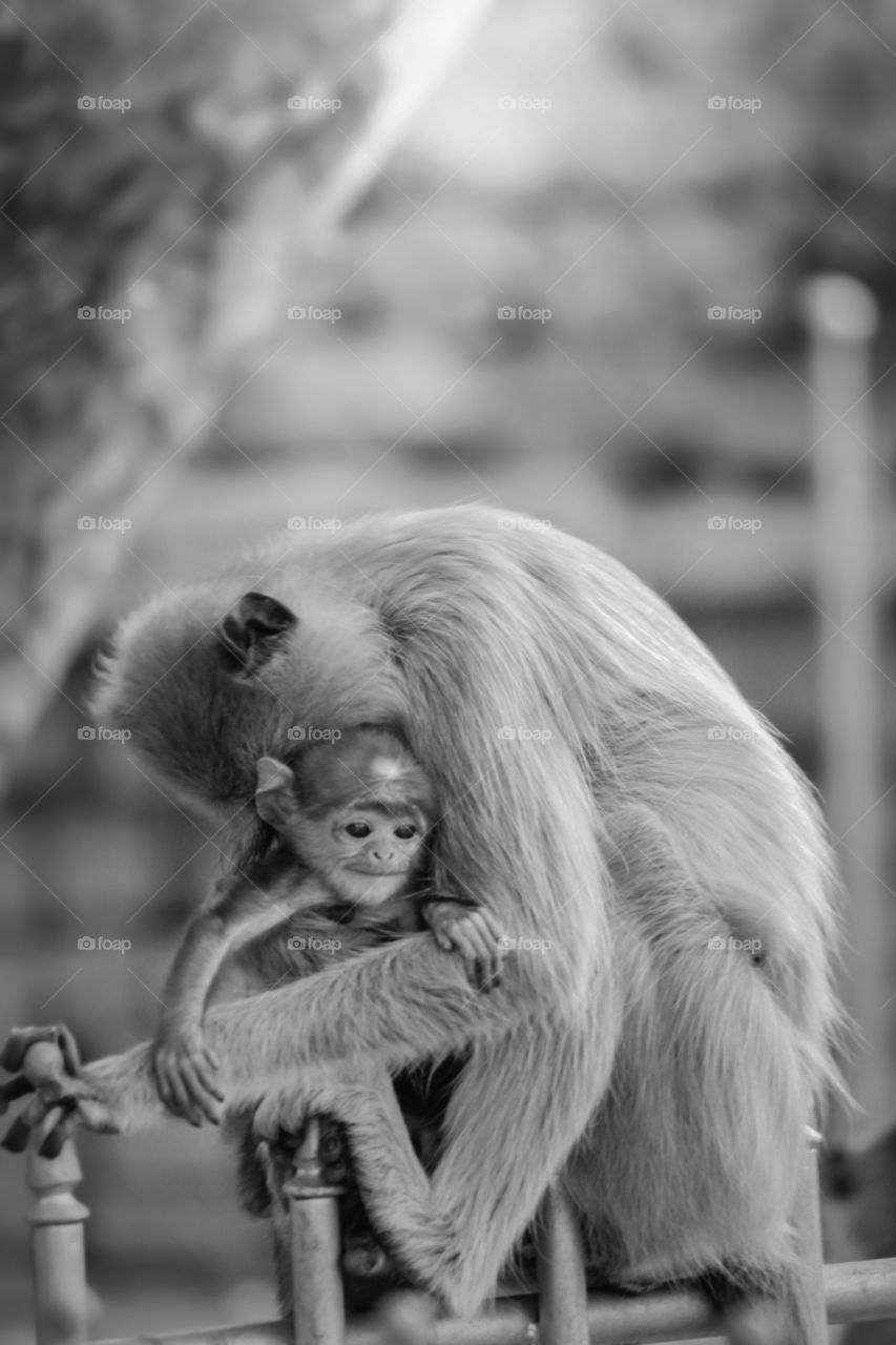 Monkey mother love in sri lanka