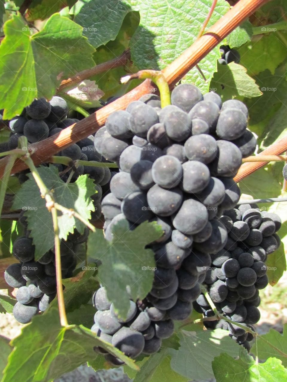 California Grapes