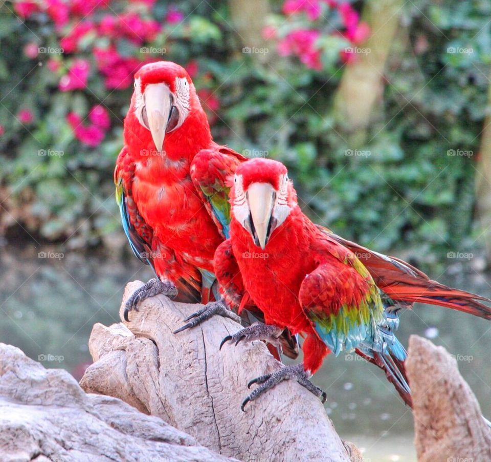 Macaws