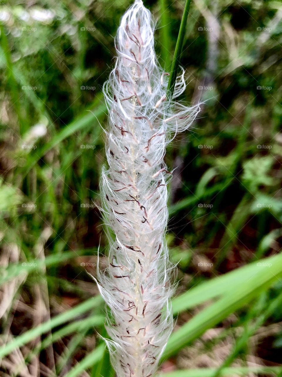 White plant fibers and green grasses 