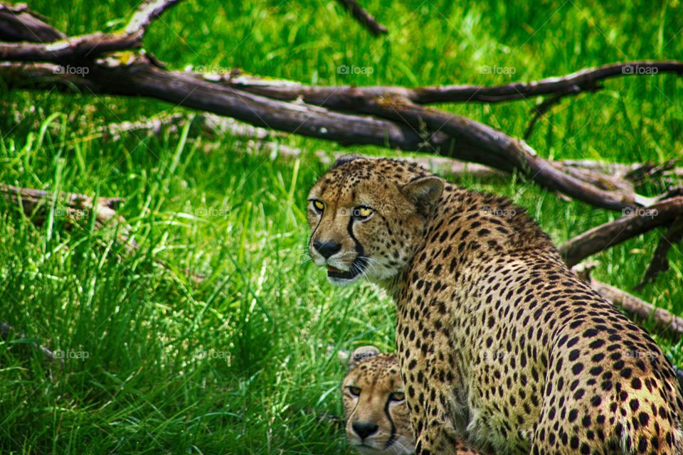 Fearsome yet beautiful jaguar
