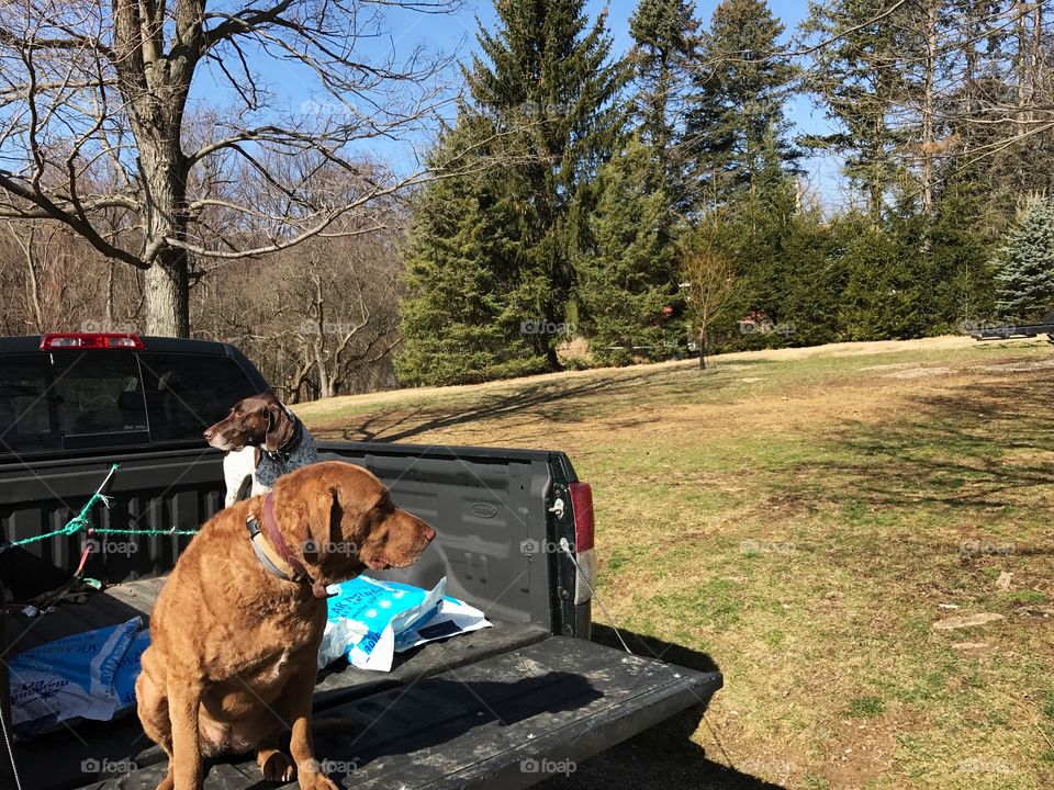 Dogs in a truck bed