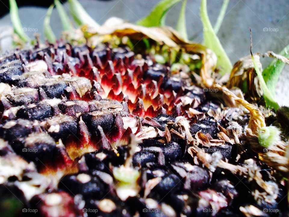 Sunflower center gone to seed.