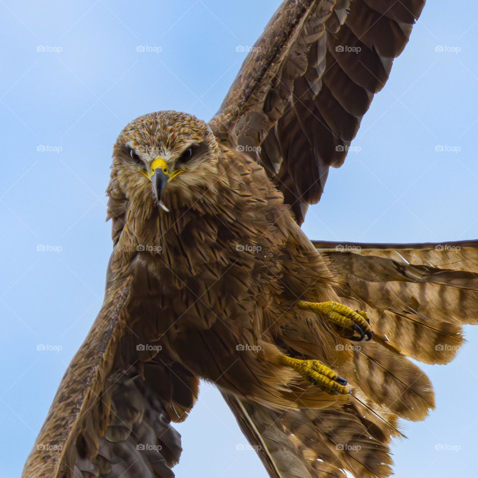 Angry whistling kite