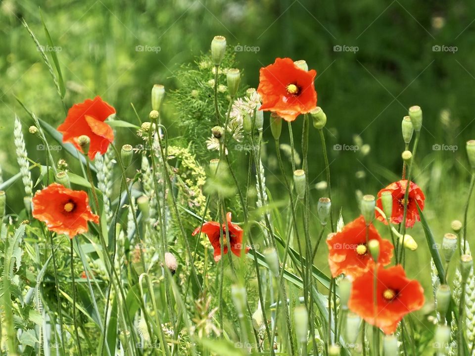 Wild poppies on a windy summer day