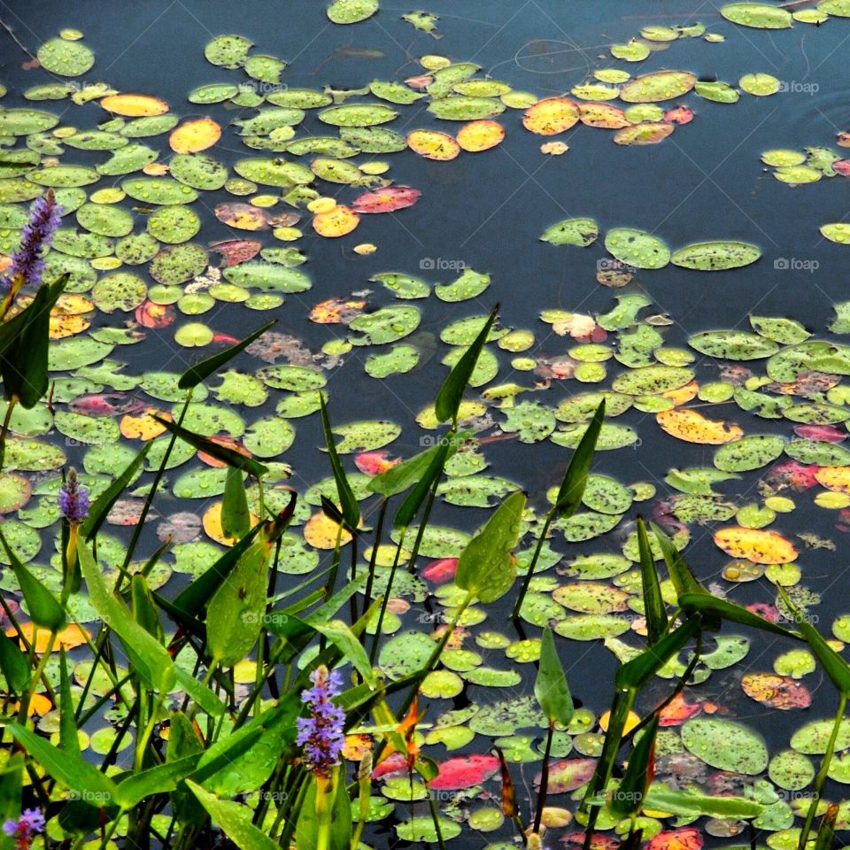 Pretty lily pads . Summertime on mount desert island
