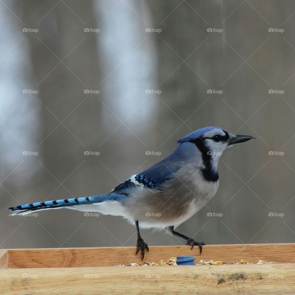 blue jay. bird watching