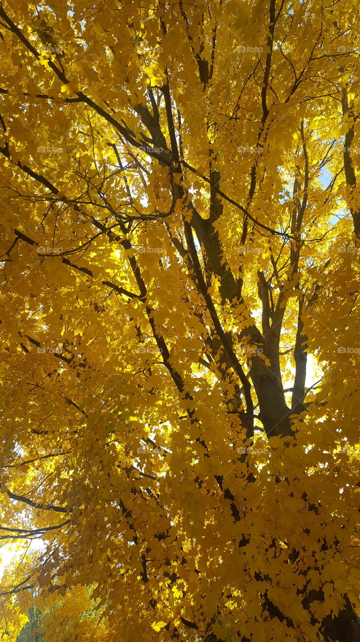 golden fall tree