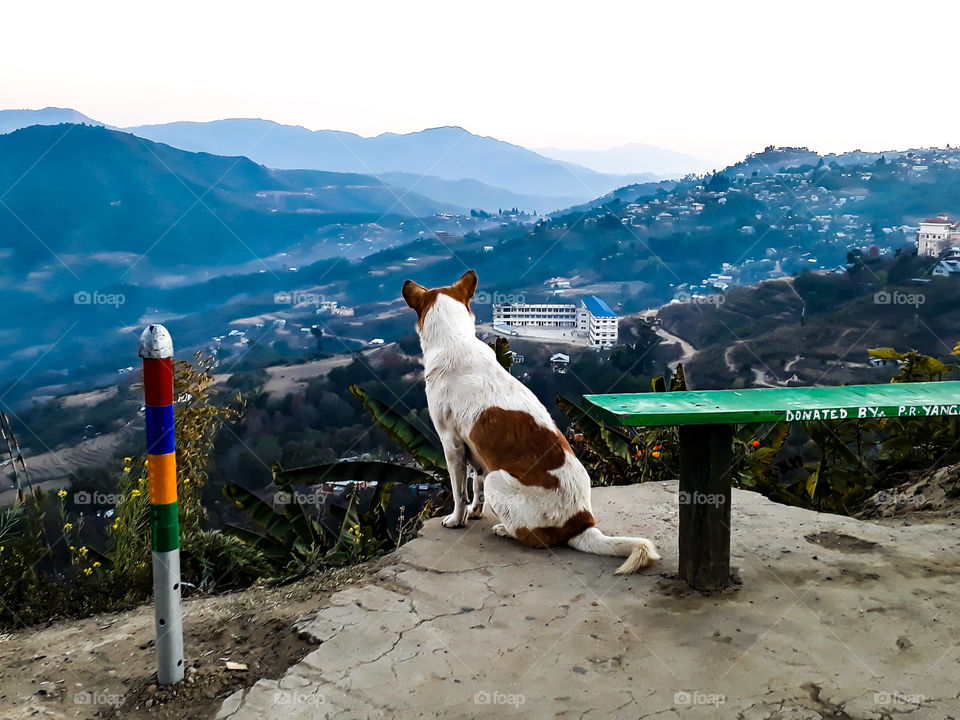 A dog enjoying a beautiful countryside landscape