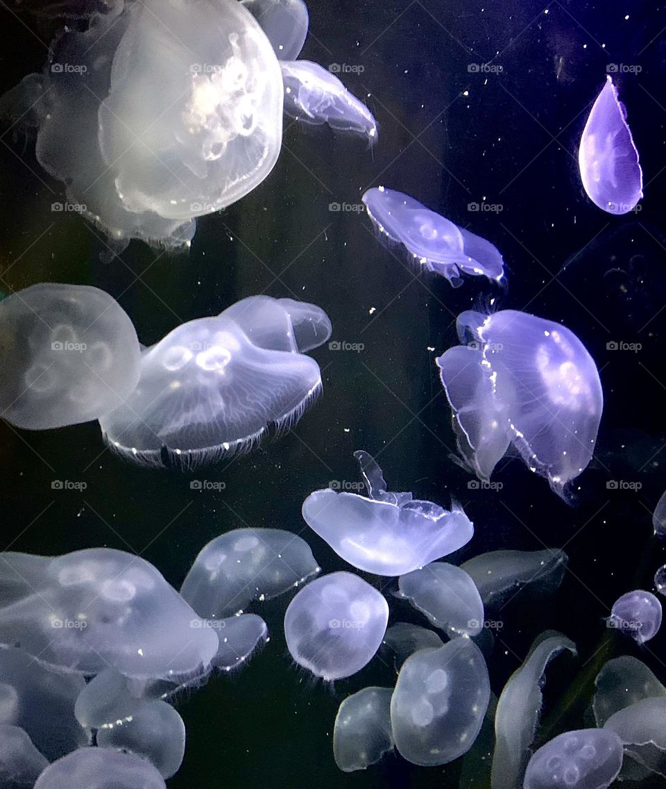 These jellyfish at the aquarium were absolutely stunning. I can’t even describe my love for this picture! 