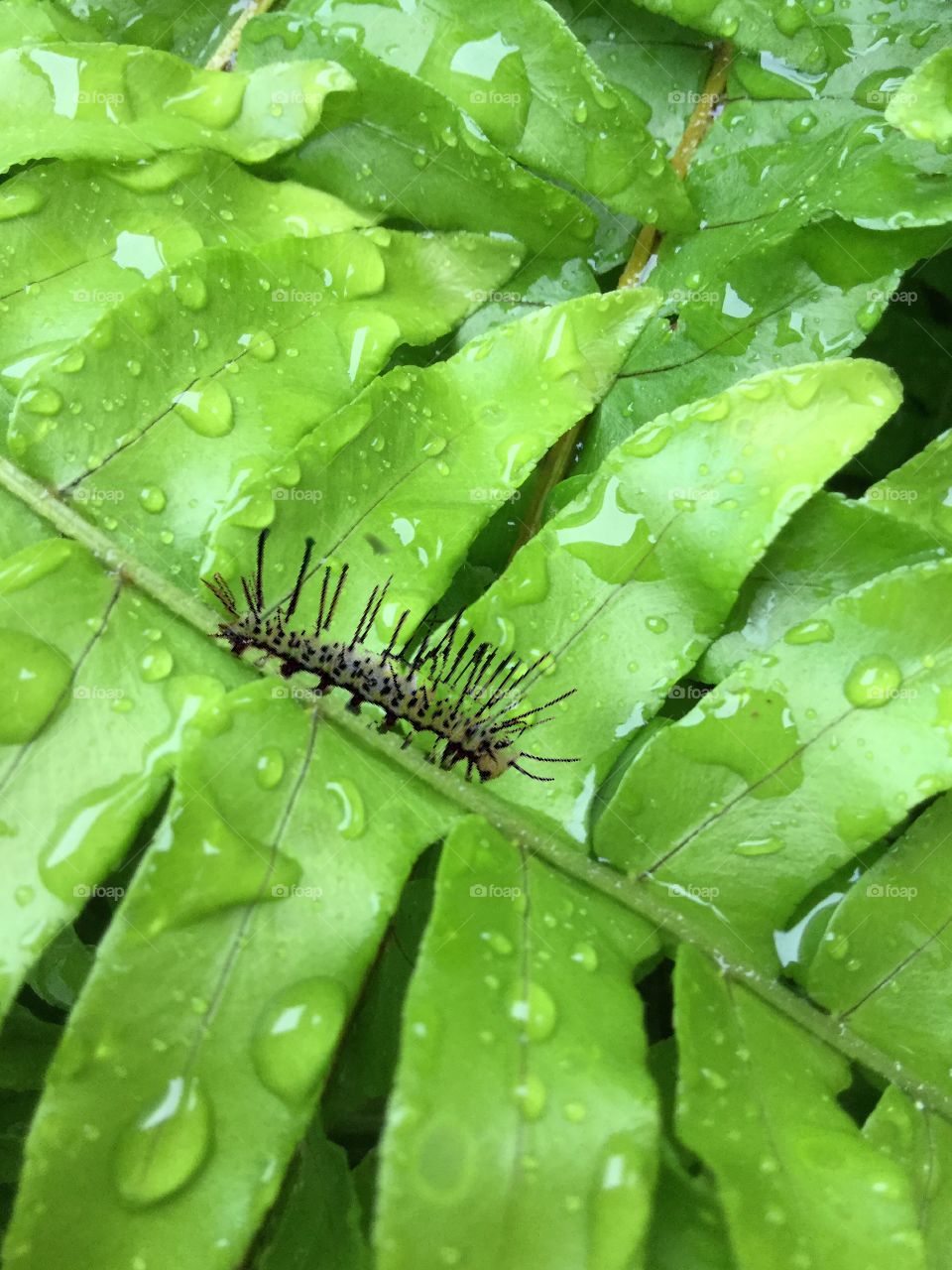 Caterpillars life