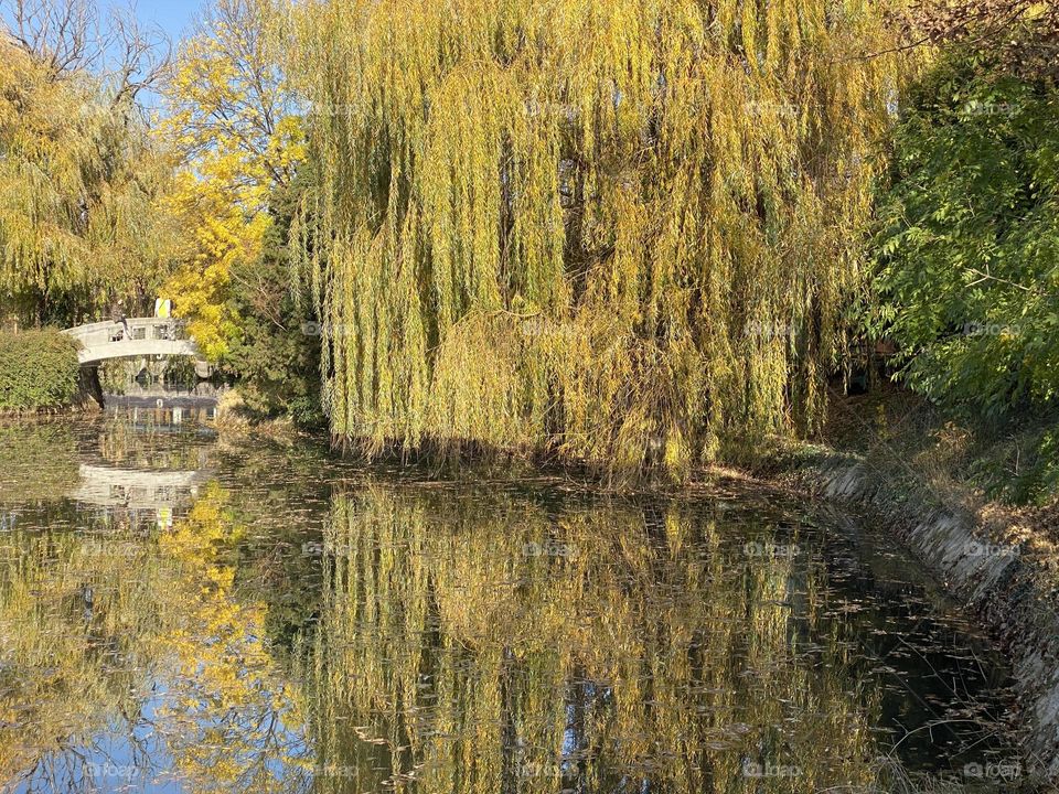Reflection of trees in the lake 