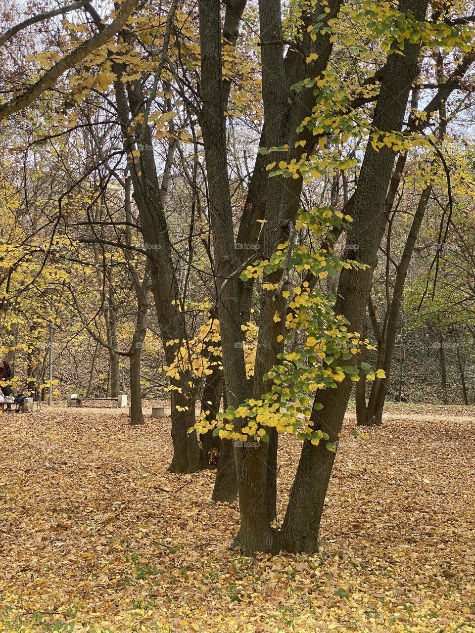 Trees and autumn foliage 