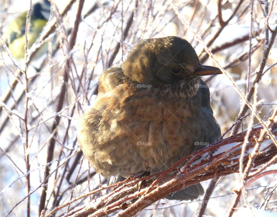 Frozen blackbirds female 