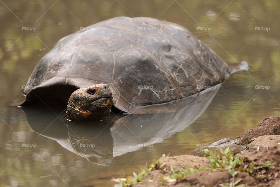 Bathing tortoise
