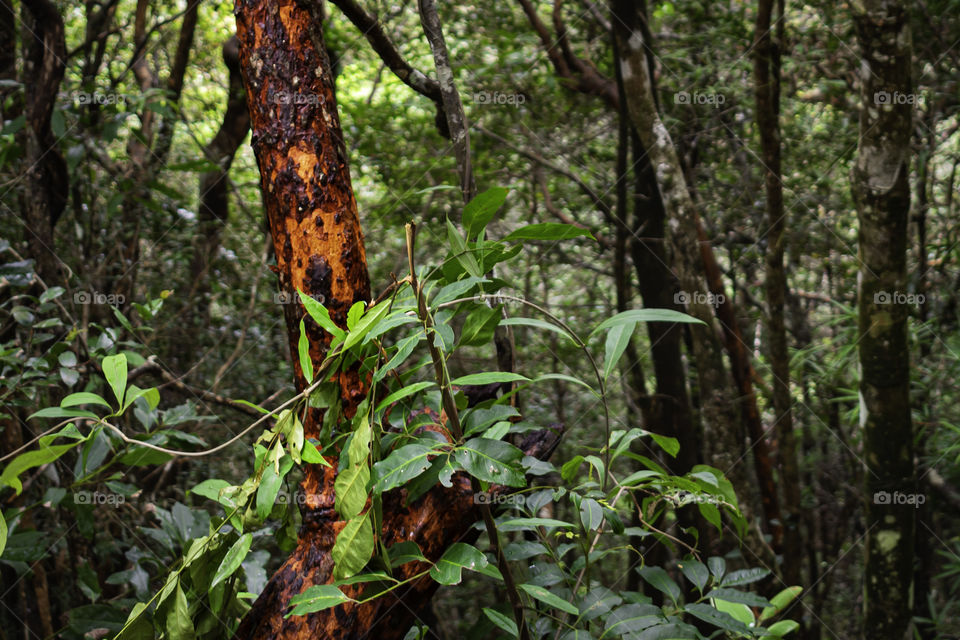 Red tree in the forest