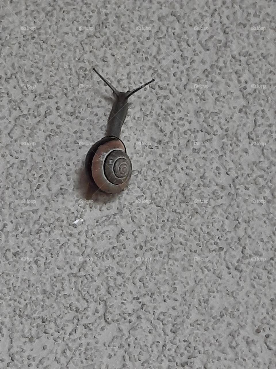 small shell snail on the way up a wall