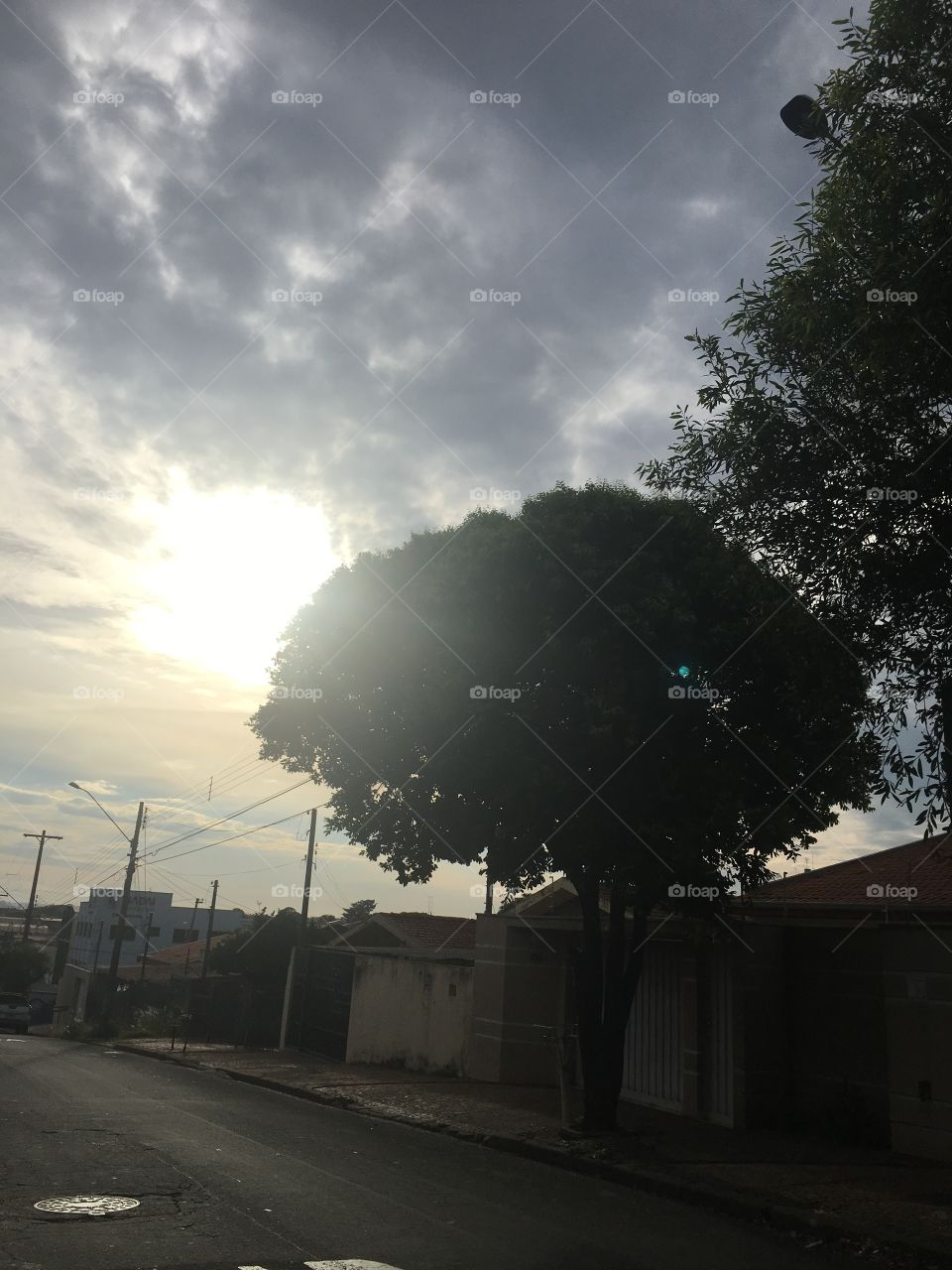 Árvore! Paisagem urbana ! 