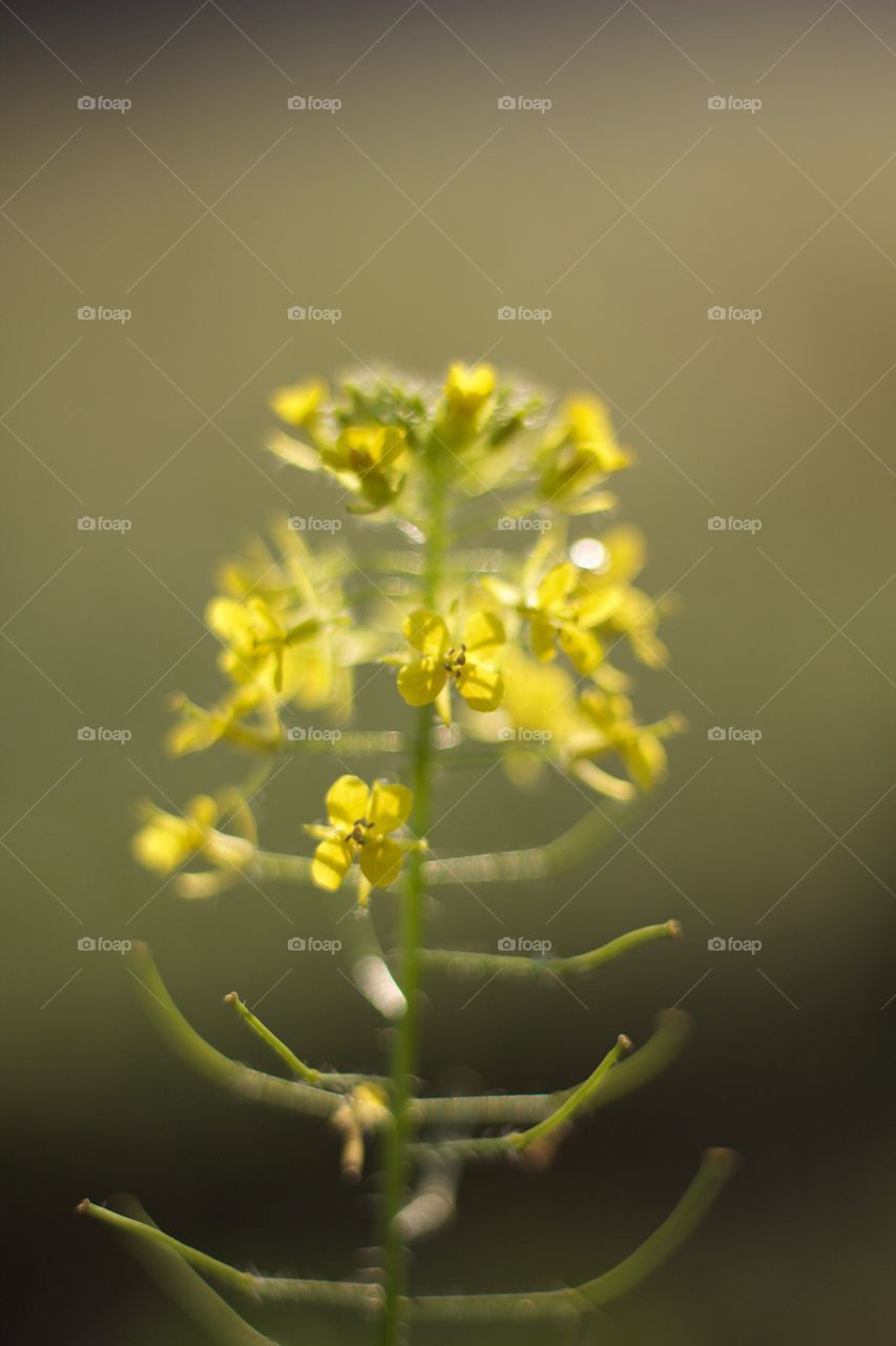 Bog Yellowcress backlit closeup 