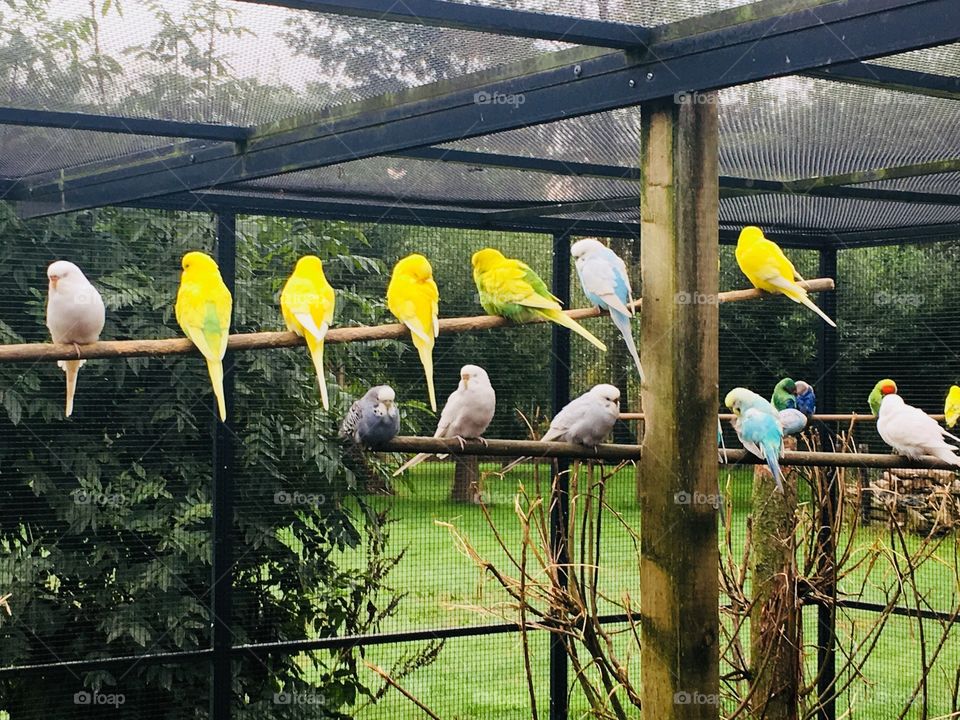 Family of birds 