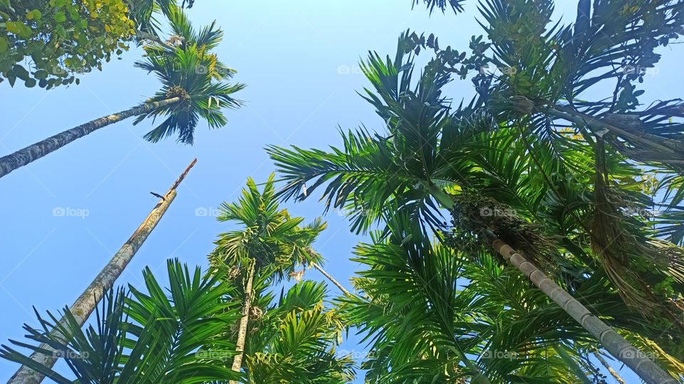 Areca Catechu Betel Palm Tree
Areca Catechu is a species of palm which grows in much of the tropical Pacific, Asia, and parts of east Africa.