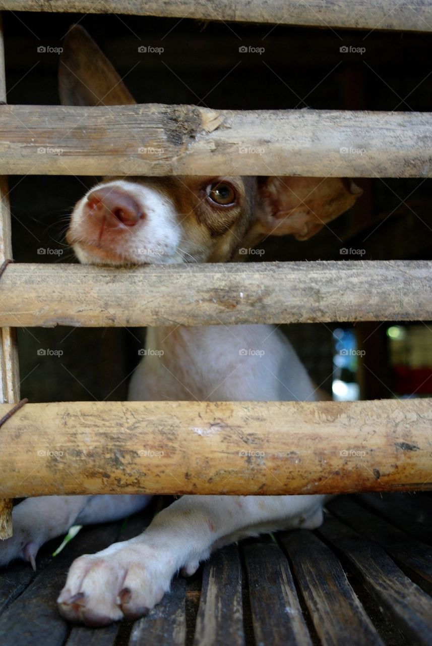 Close-up of puppy in cage