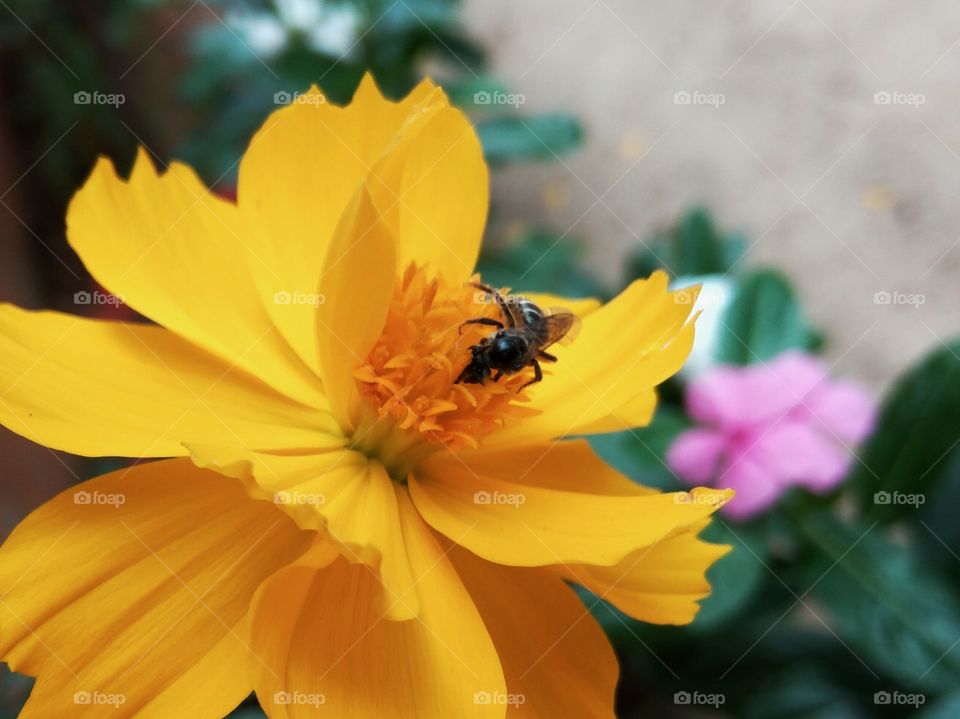 flower bee macro photography