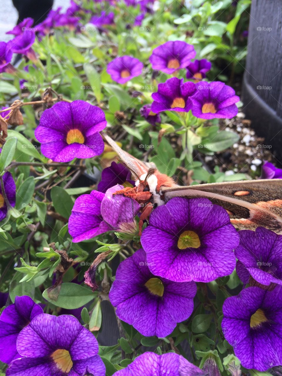 Visitor in the blooms