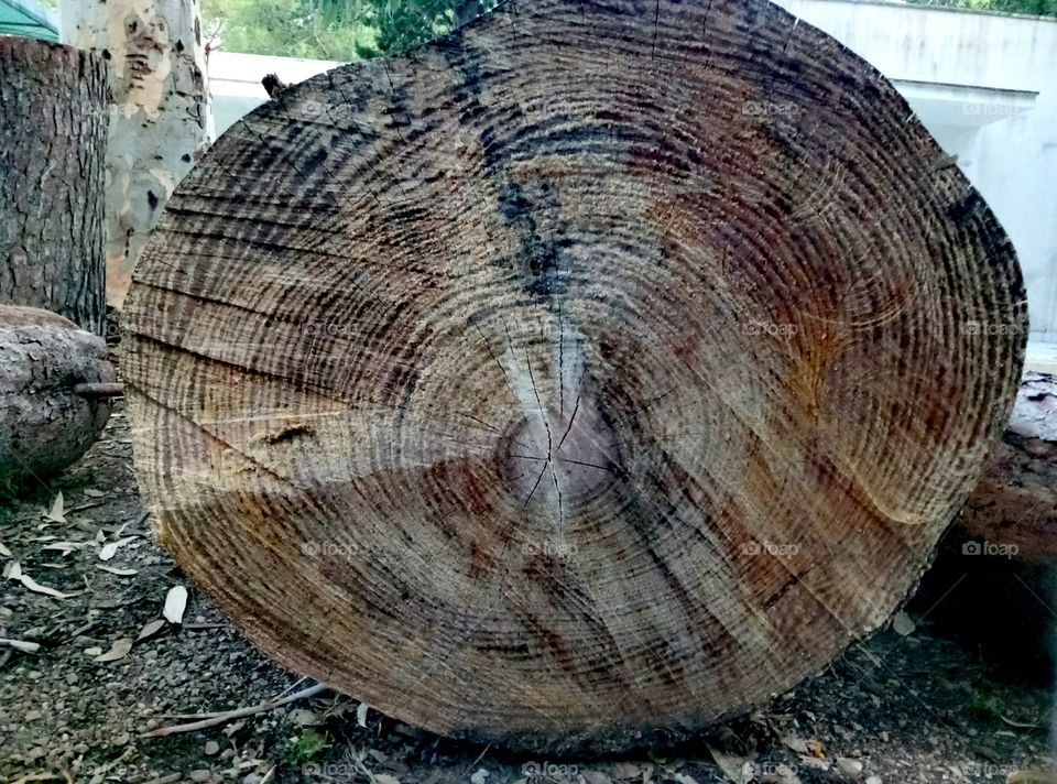 Section of a trunk with clearly visible growth rings.